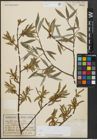 Foto von Salix alba L. x Salix fragilis L.